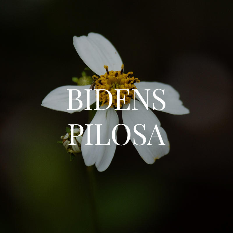 BIDENS